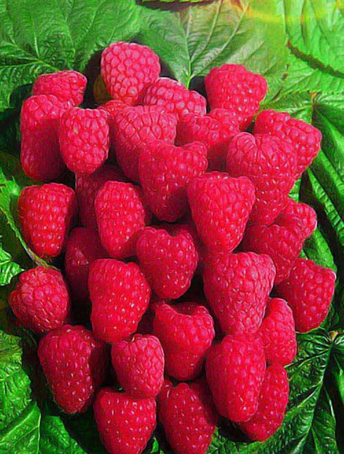 Zmeura roz Tulamin (coacere timpurie)