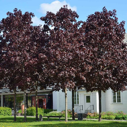 Artar norvegian Purple Globular - 2,5 m inaltime