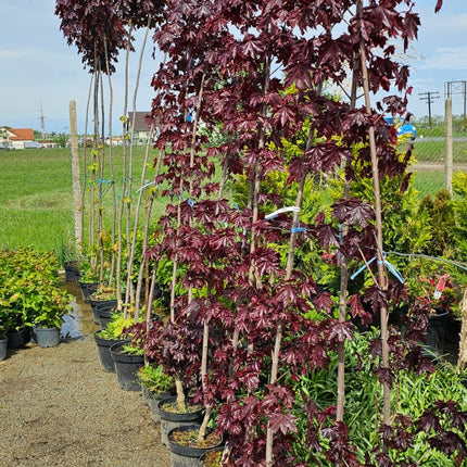 Artar norvegian Purple Globular - 2,5 m inaltime