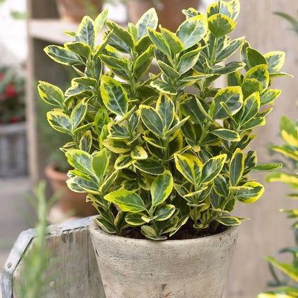 Euonymus Japonicus Aureo-marginata - Leu mic