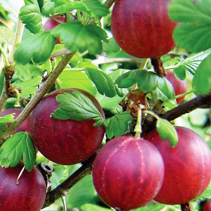 agris rosu