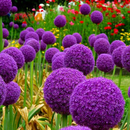 Alium gigant mov 3 buc