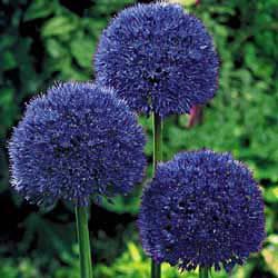 alium gigant albastru 3 buc