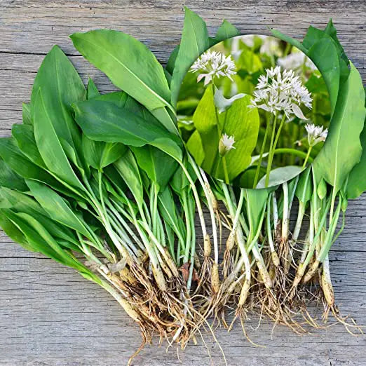 Bulbi de leurda (alium ursinum) 20 buc - Proaspeți și savuroși pentru preparate culinare delicioase