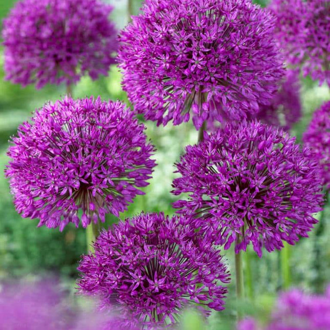 Ceapa Decorativa(Alium) Aflatunense 3 buc
