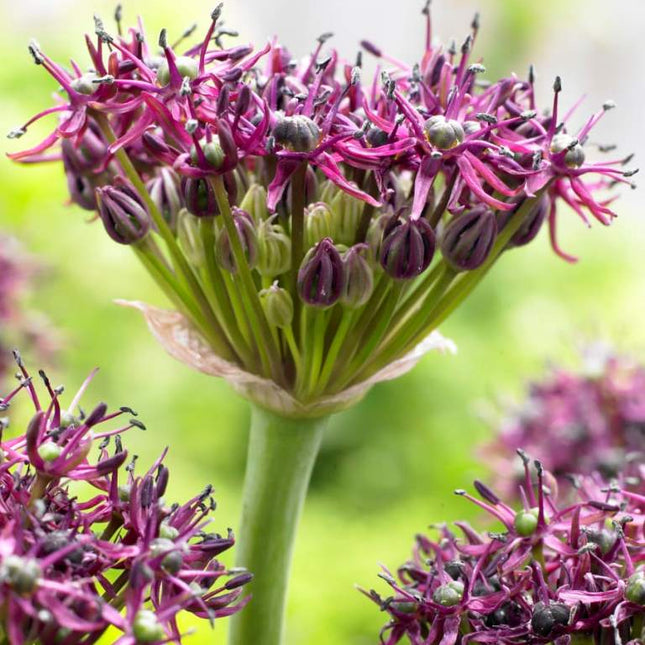 Ceapa Decorativa(Alium) Atropurpureum 3 buc