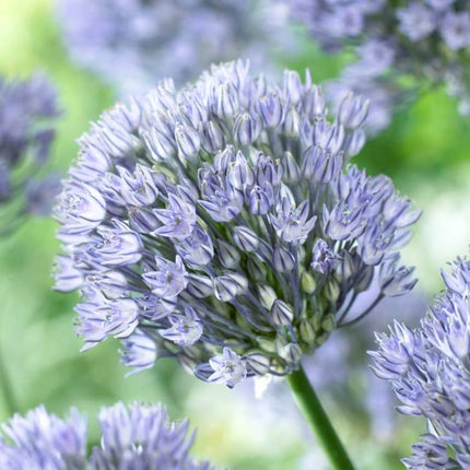 Ceapa Decorativa(Alium) Caeruleum 3 buc