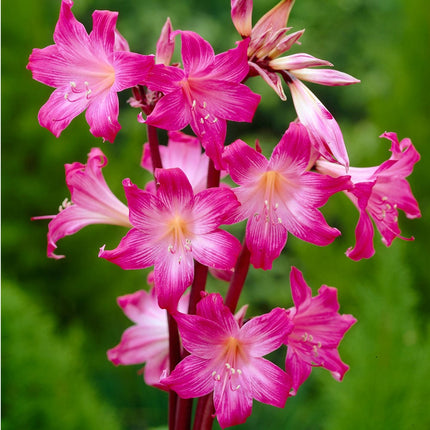 AMARYLLIS BELLADONNA 1 buc