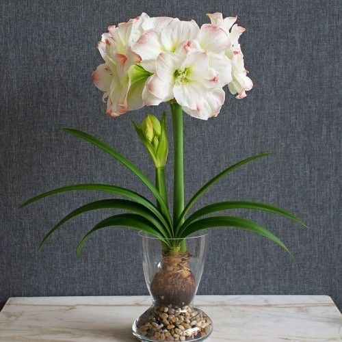 Amaryllis amadeus candy