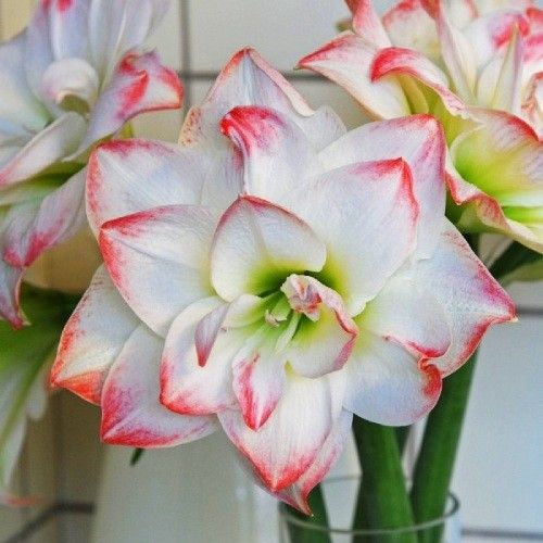 Amaryllis amadeus candy