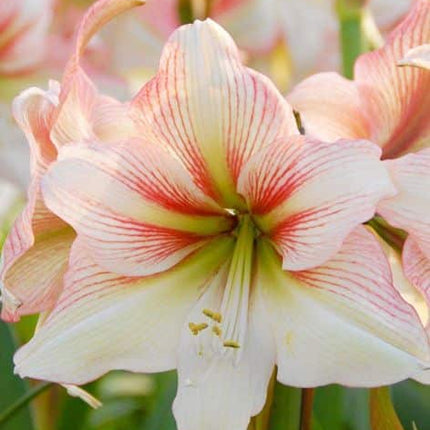 amaryllis hippeastrum amore 1 buc