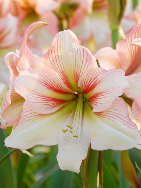 amaryllis hippeastrum amore 1 buc