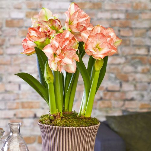Amaryllis beautiful emotion