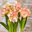Amaryllis beautiful emotion