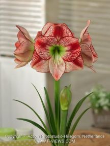 amaryllis hippeastrum flamenco queen 1 buc