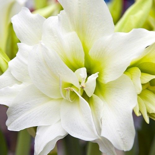 Amaryllis ice queen