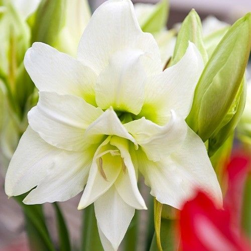Amaryllis ice queen