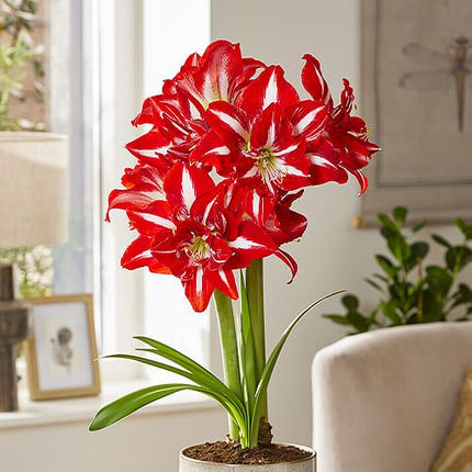 Amaryllis party nymph