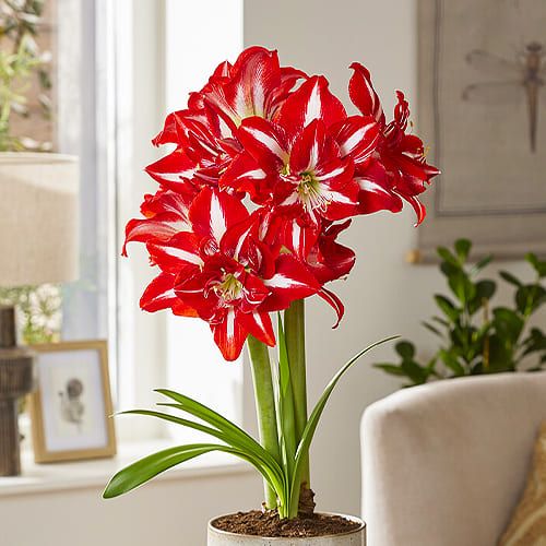 Amaryllis party nymph