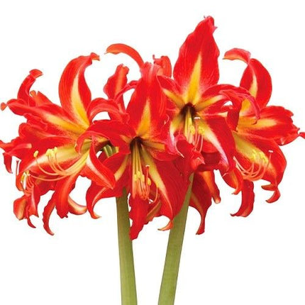 Amaryllis swazi