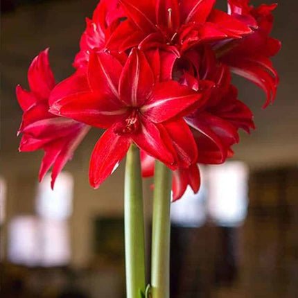 Amaryllis Duble Delicios 1 buc