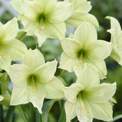 Amaryllis Lemon Lime 1 buc