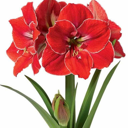 Amaryllis Magical Touch 1 buc