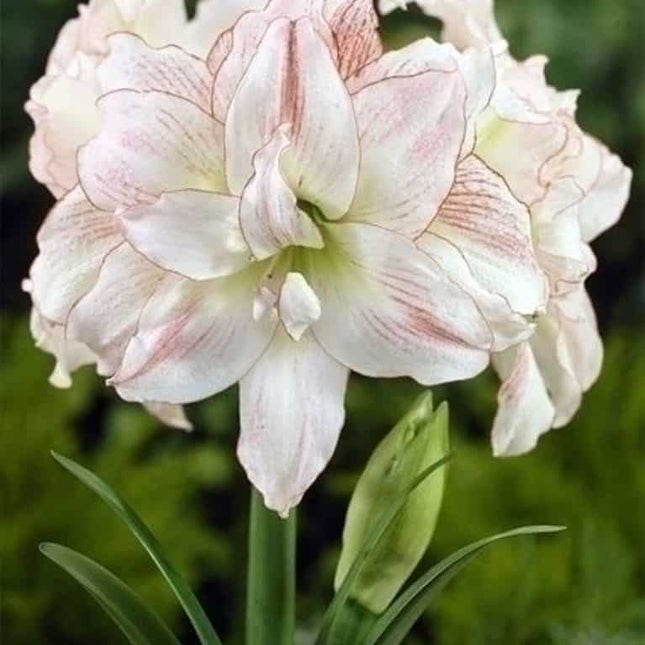 Amaryllis Aphrodite 1 buc