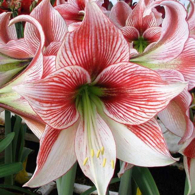 Amaryllis Ambiance 1 buc