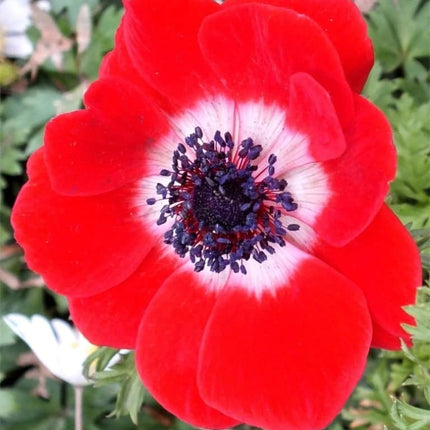Anemone Giant 10 buc