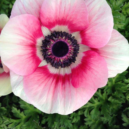 Anemone Perennials 10 buc