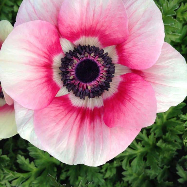 Anemone Perennials 10 buc