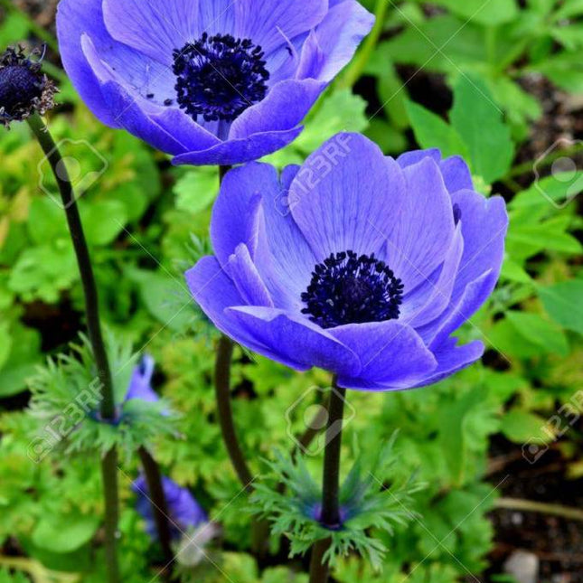 Anemone Blue 10 buc