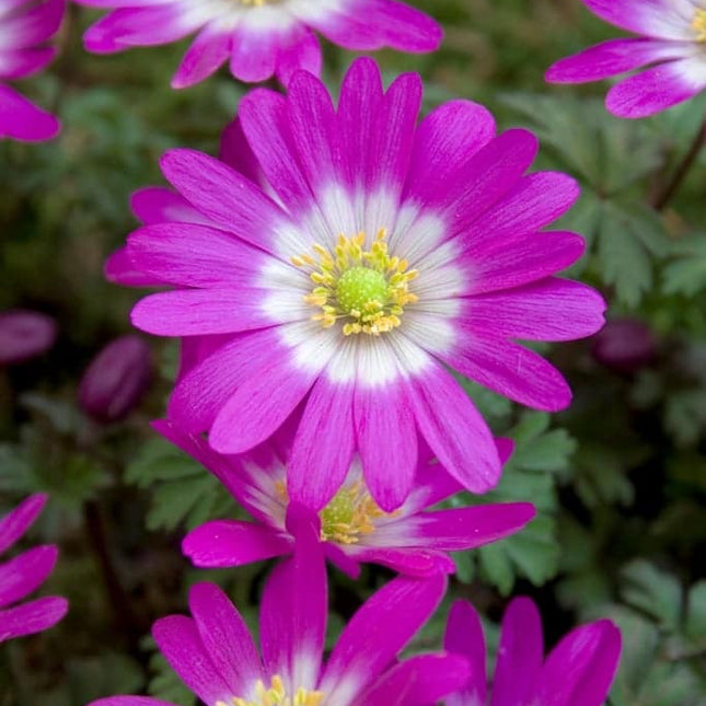 Anemone Radar 10 buc