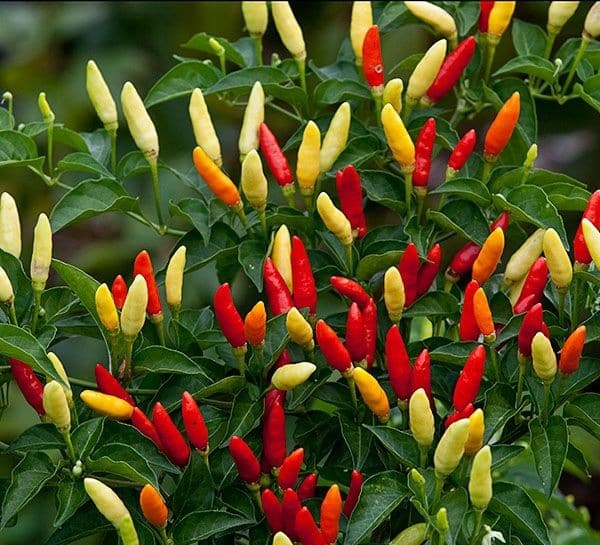 ardei iute ornamental