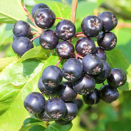 Aronia galicjanka (MARE PE ROD anul 2-3)