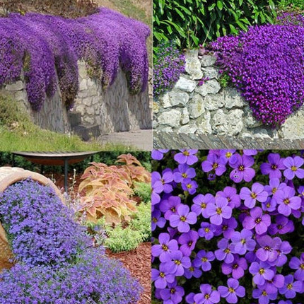 seminte aubrieta mixt