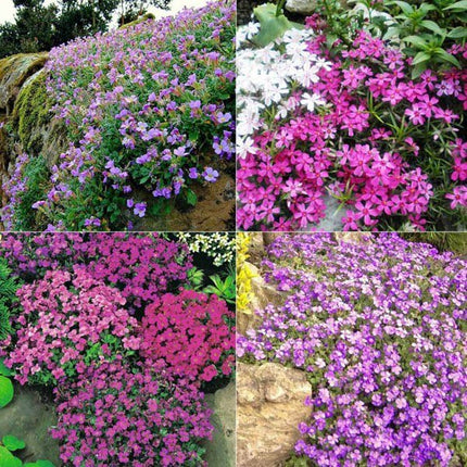 seminte aubrieta mixt