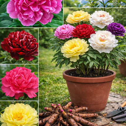 Bujori Spectaculoși – Pachet 6 Rizomi Sarah Bernhardt – Roz  – Alb Karl  – Roșu Black  – Bordo   – Galben