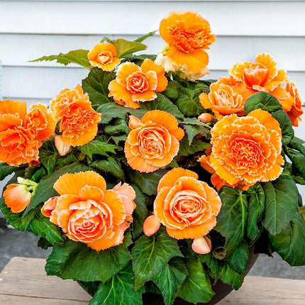 begonia apricot 3 buc