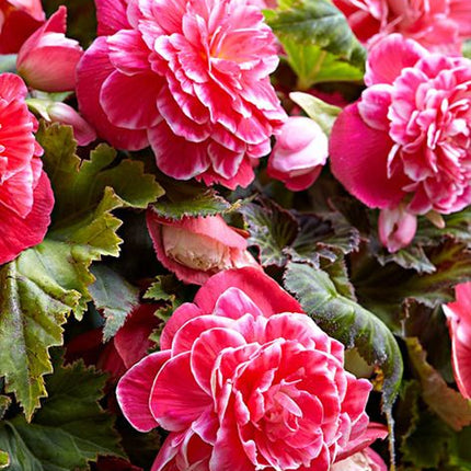 begonia camelia pink 3 buc