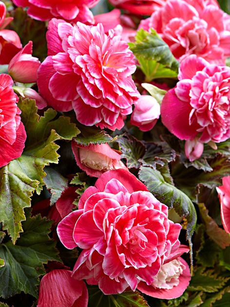 begonia camelia pink 3 buc