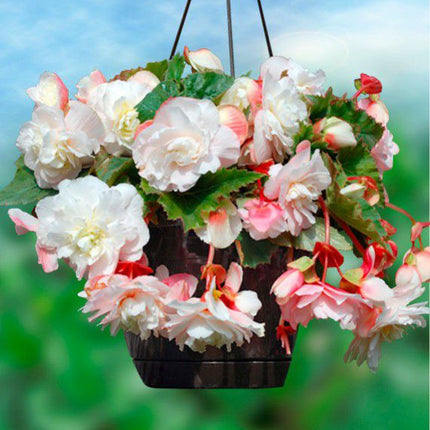 begonia cascade odorata angelique curgatoare 3 buc