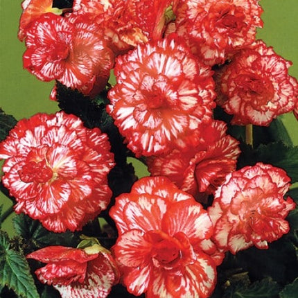 begonia marmorata 3 buc