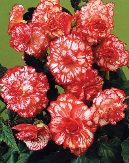 begonia marmorata 3 buc