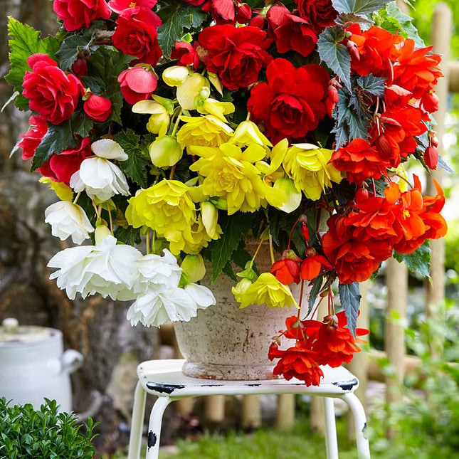 begonia mix curgatoare 3 buc