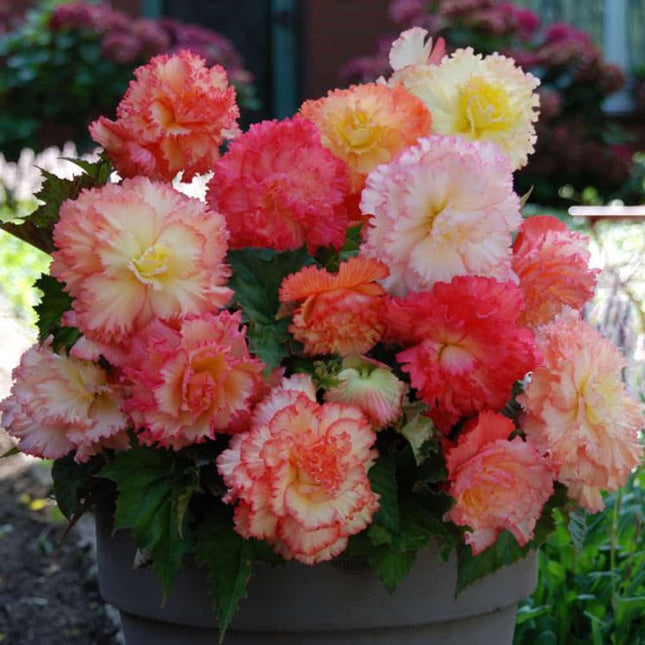 begonia mix samba 3 buc