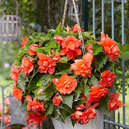 begonia orange curgatoare 3 buc
