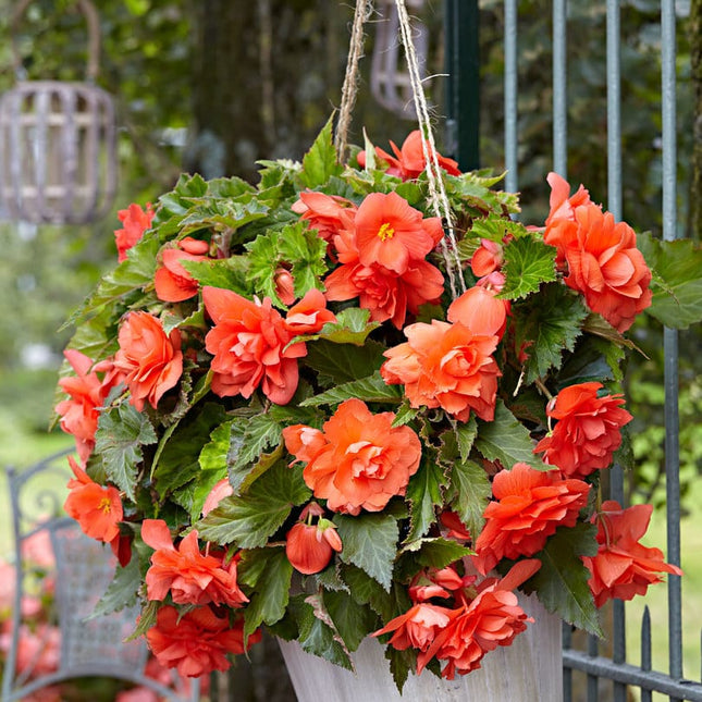 begonia orange curgatoare 3 buc