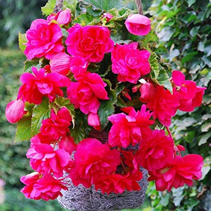 begonia pendula pink 3 buc